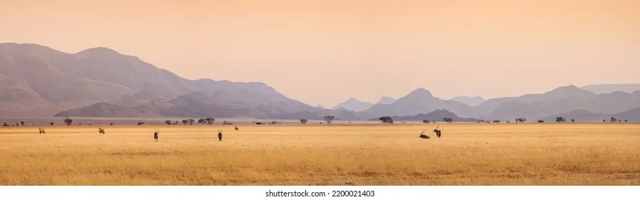 广袤的非洲大草原 - 四虎tv | 荒野守护